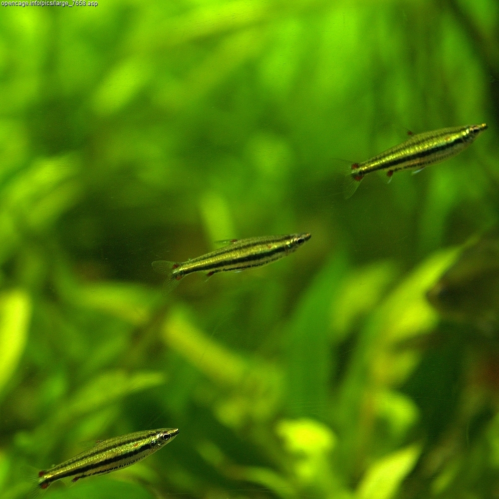 Thumbnail 3 Nannostomus trifasciatus