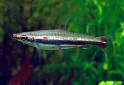 Nannostomus trifasciatus