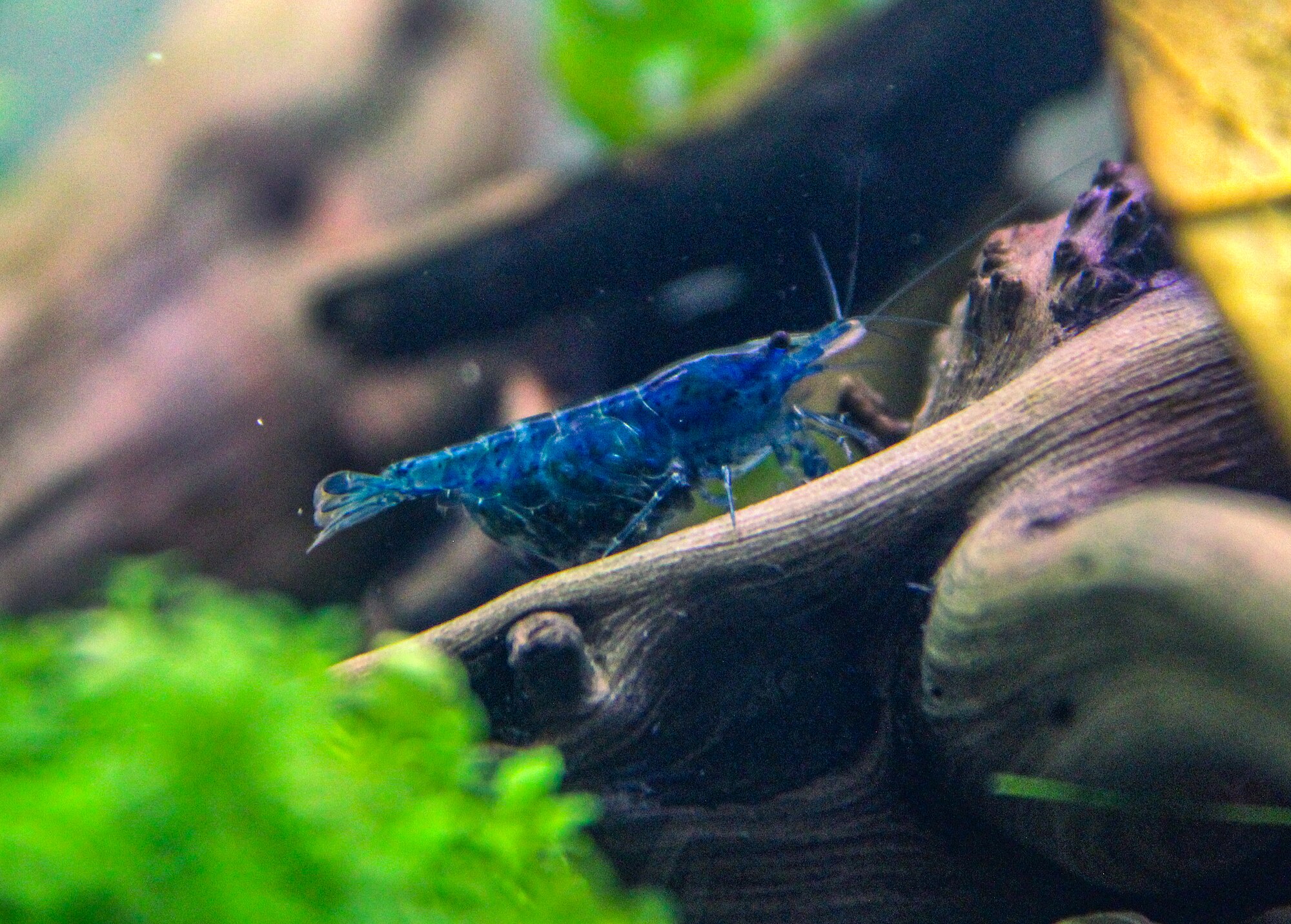 Thumbnail 2 Neocaridina heteropoda