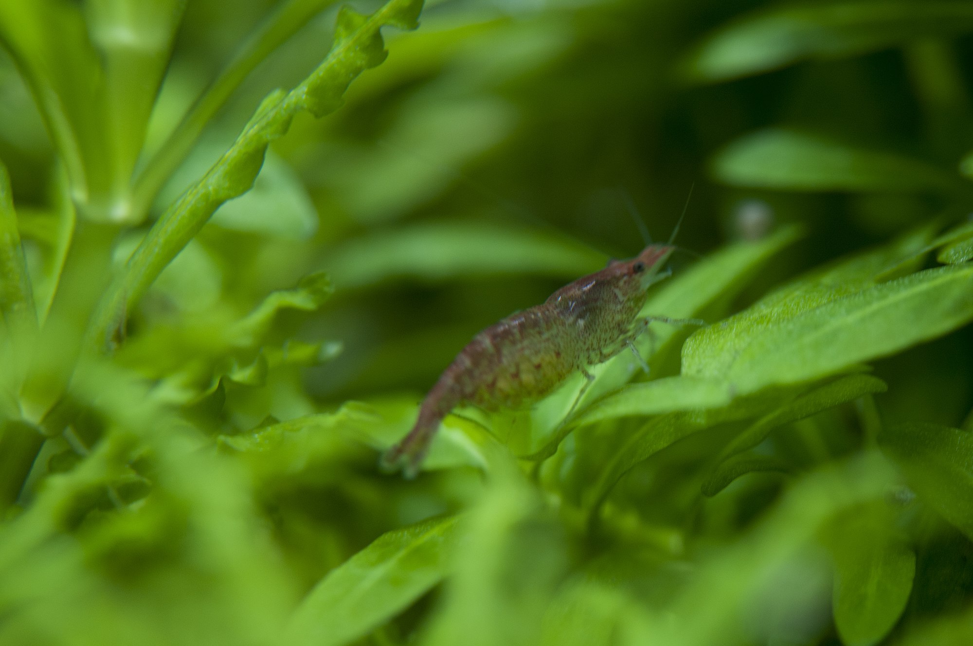 Thumbnail 3 Neocaridina heteropoda