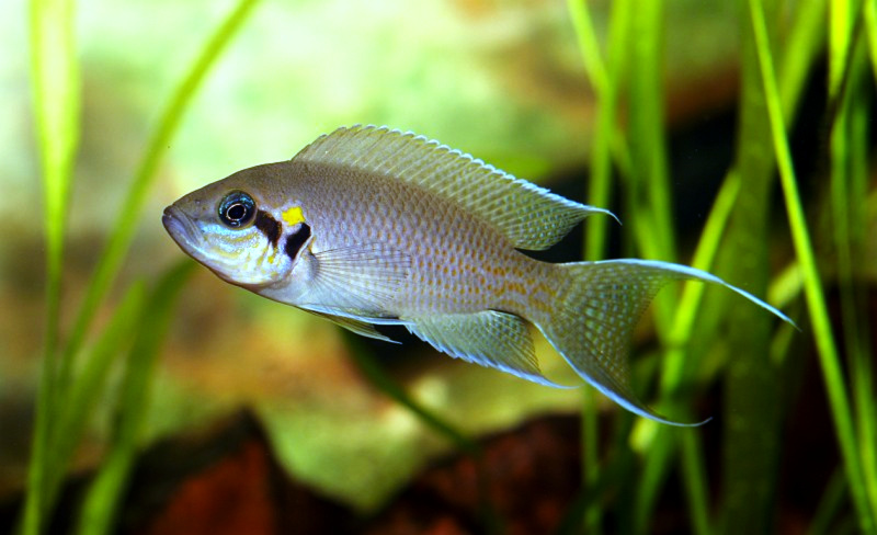Neolamprologus brichardi