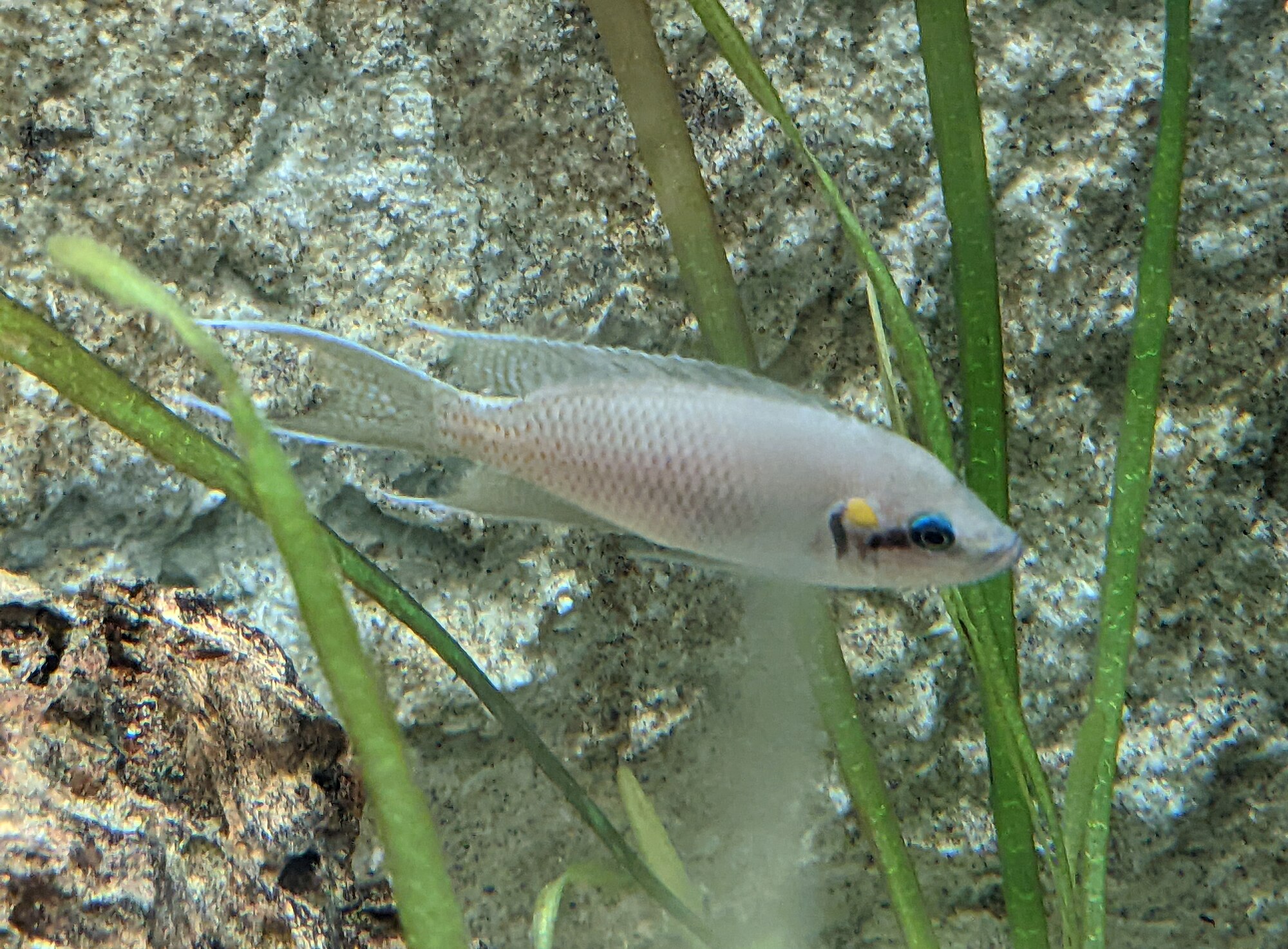 Thumbnail 2 Neolamprologus brichardi