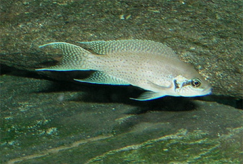Thumbnail 3 Neolamprologus brichardi