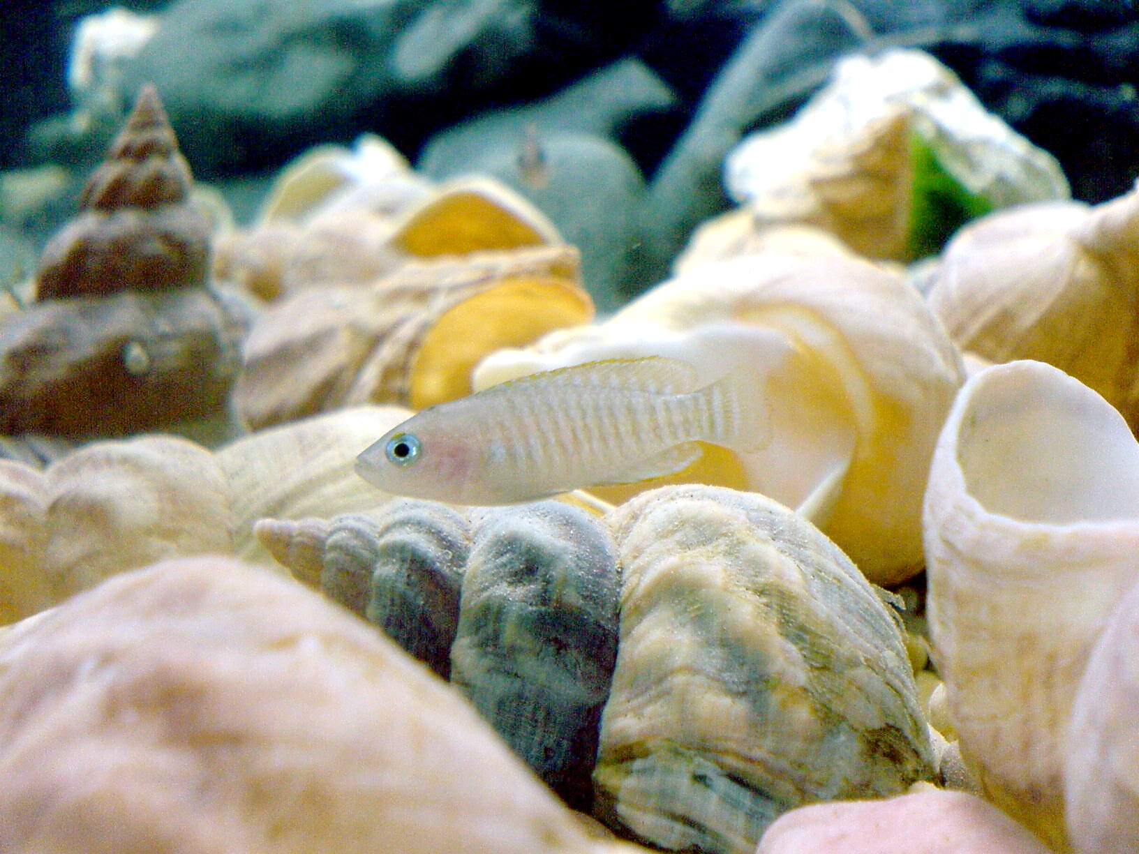 Thumbnail 2 Neolamprologus multifasciatus