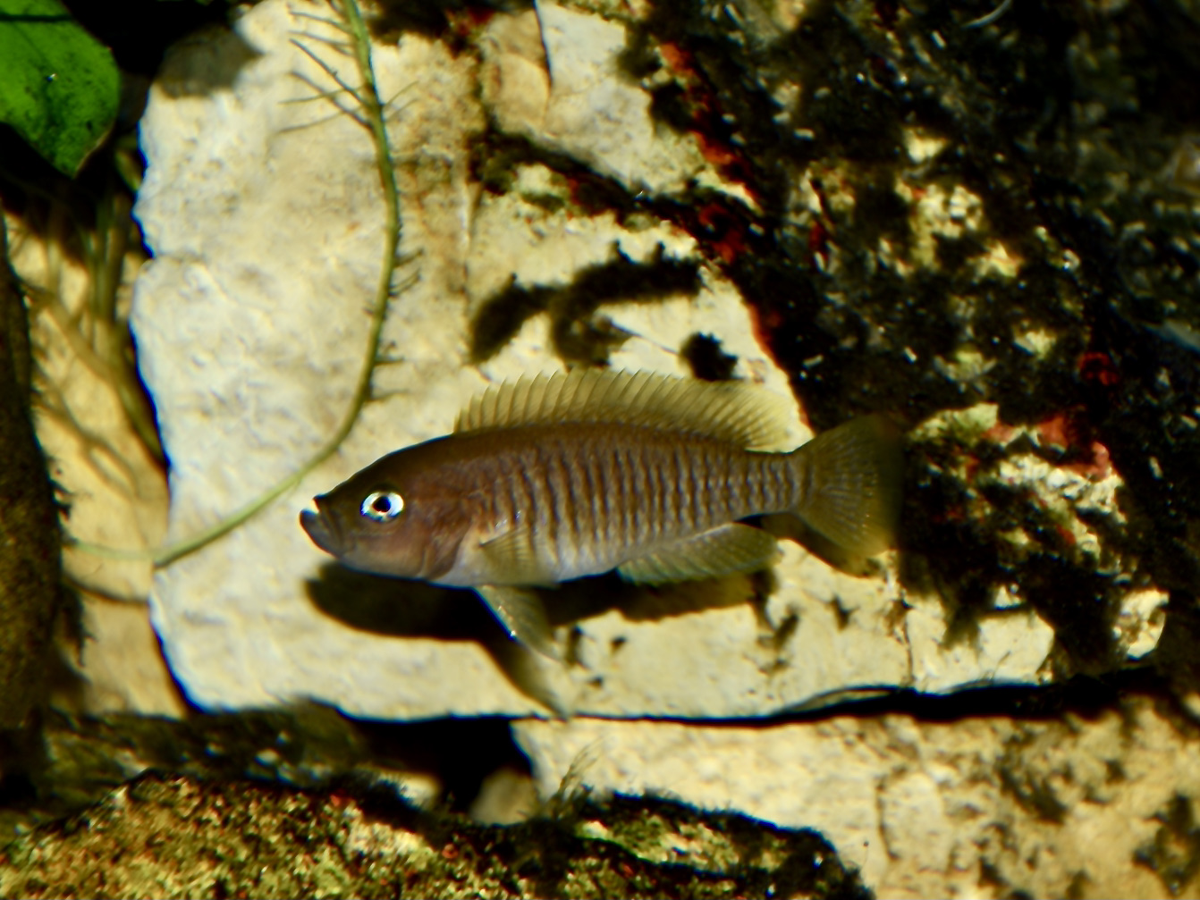 Thumbnail 3 Neolamprologus multifasciatus