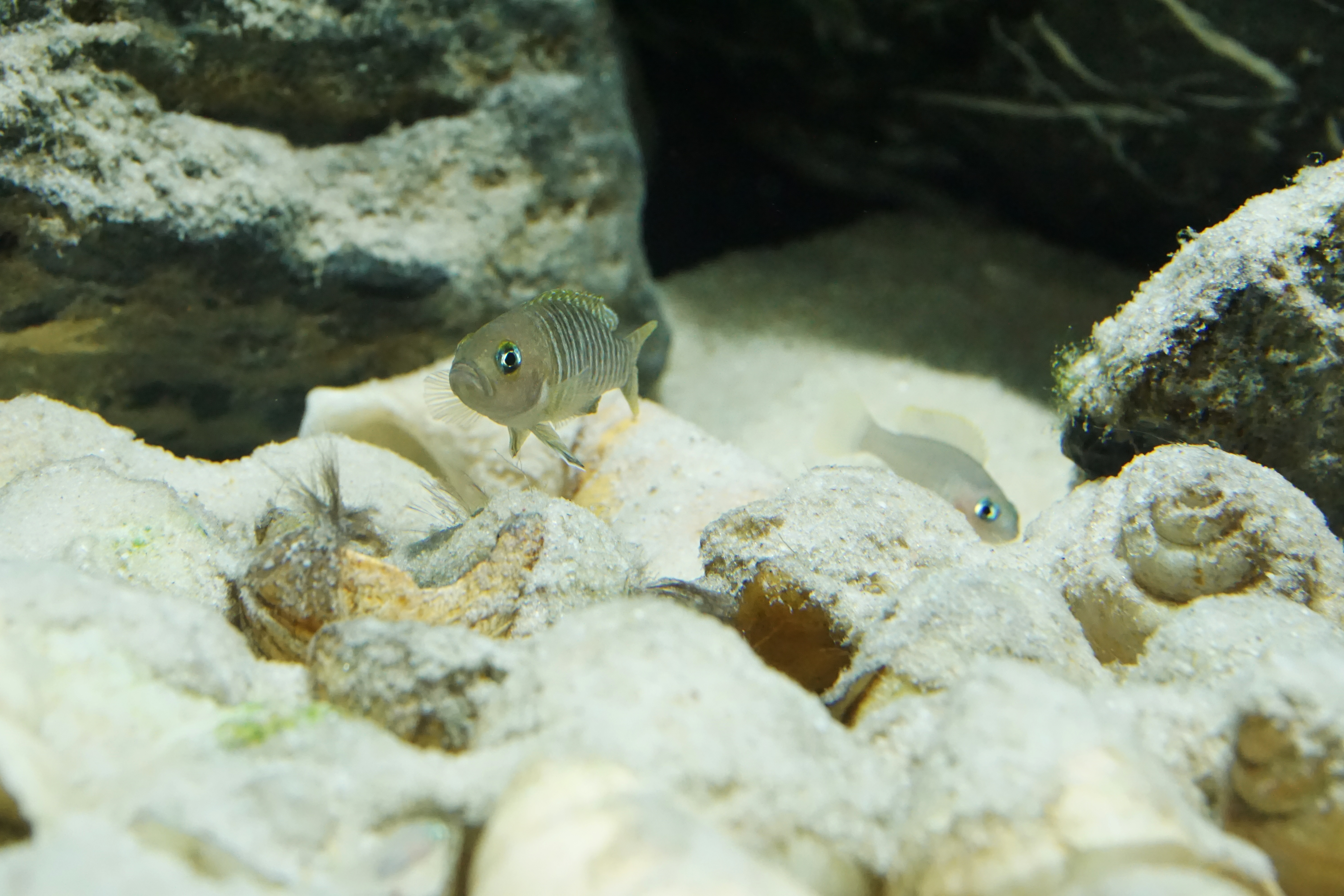 Thumbnail 4 Neolamprologus multifasciatus