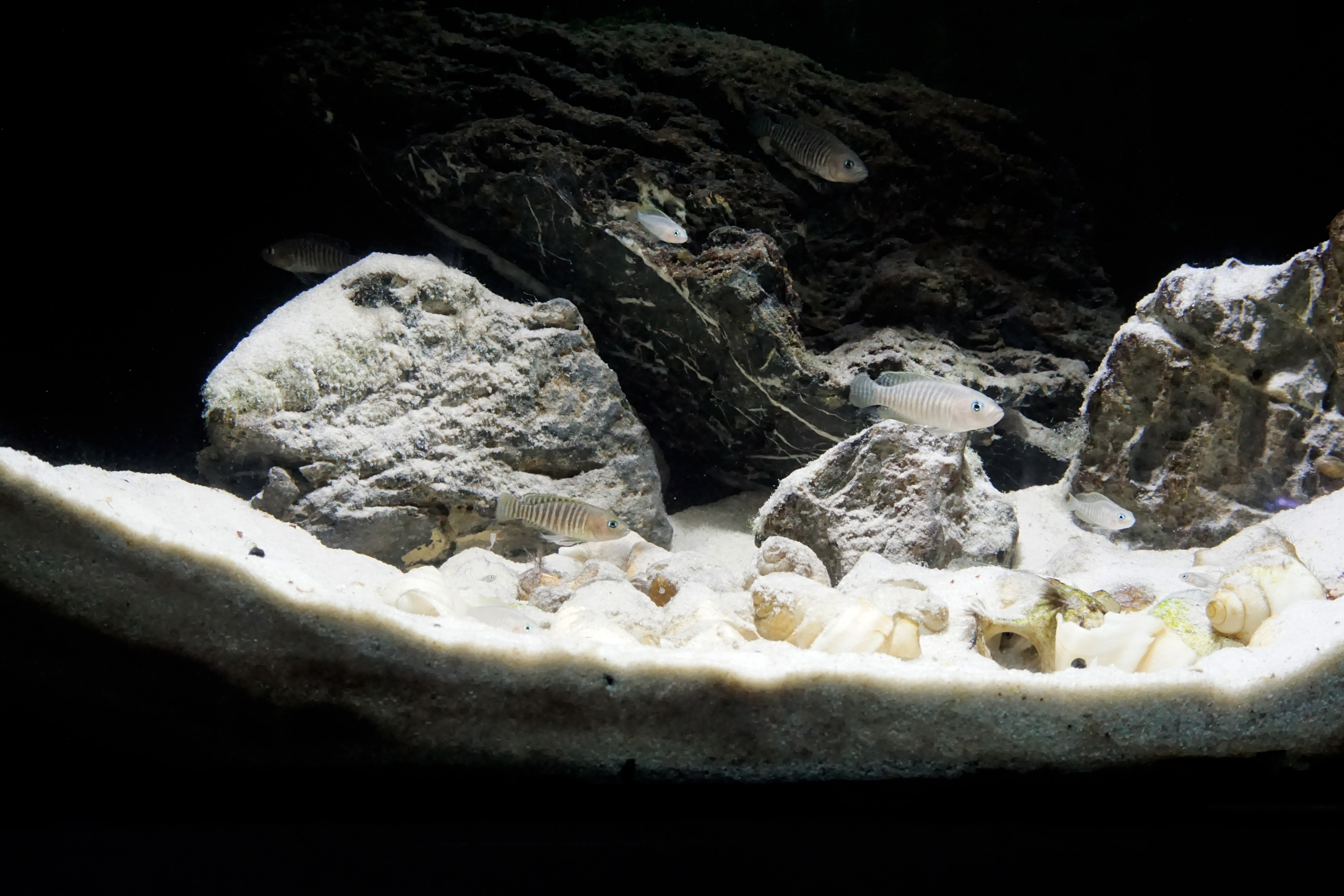 Thumbnail 6 Neolamprologus multifasciatus