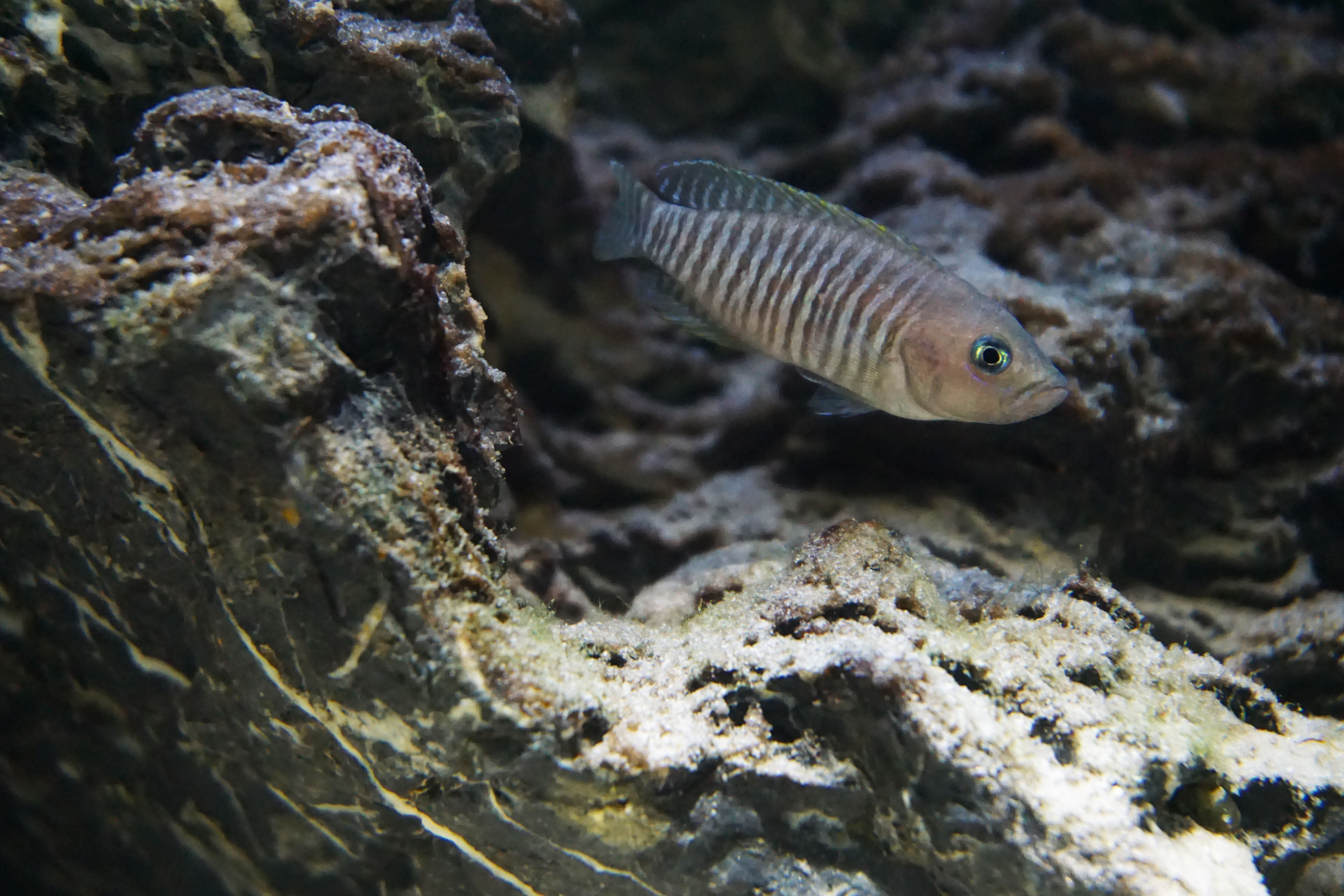 Thumbnail 7 Neolamprologus multifasciatus