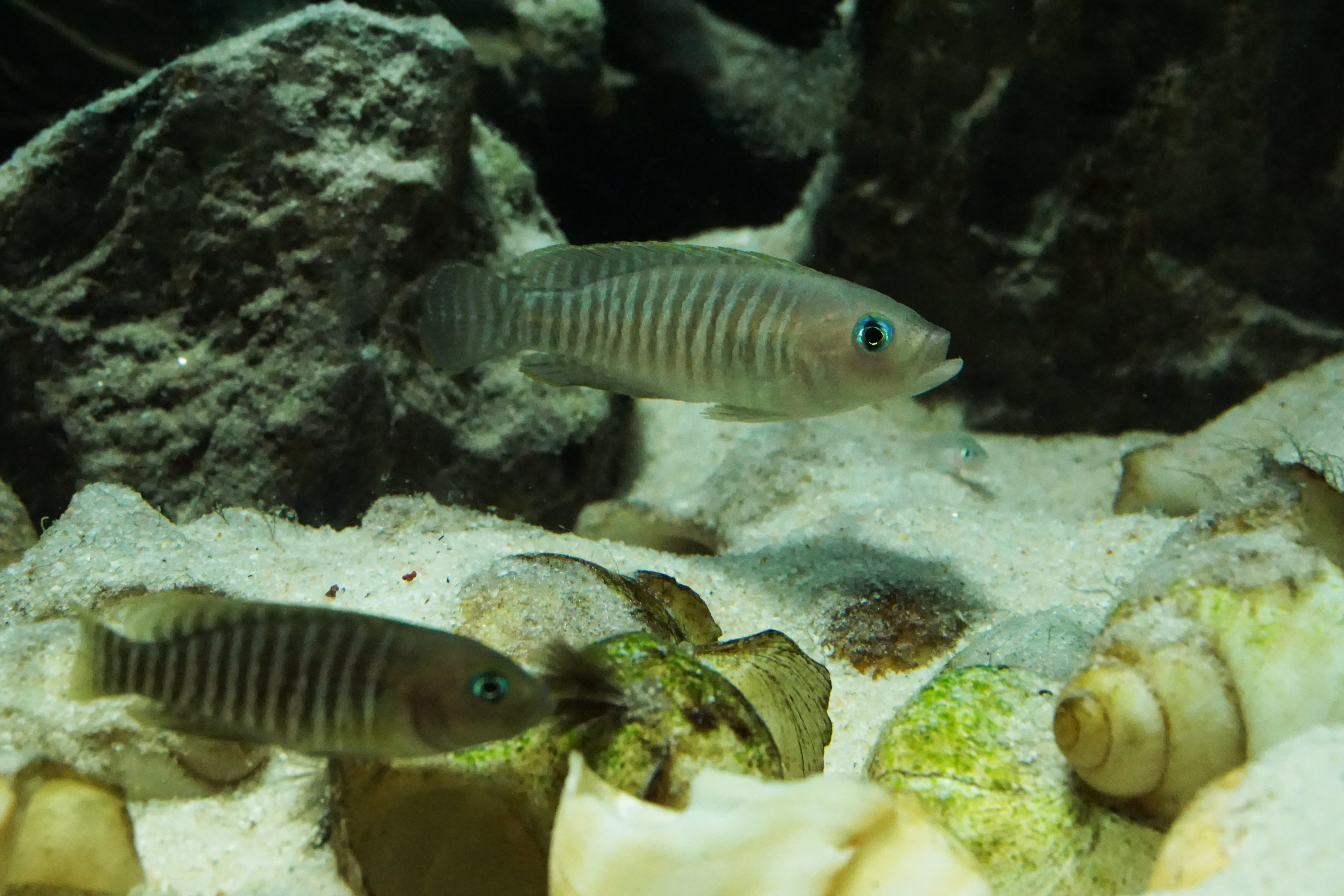 Thumbnail 8 Neolamprologus multifasciatus