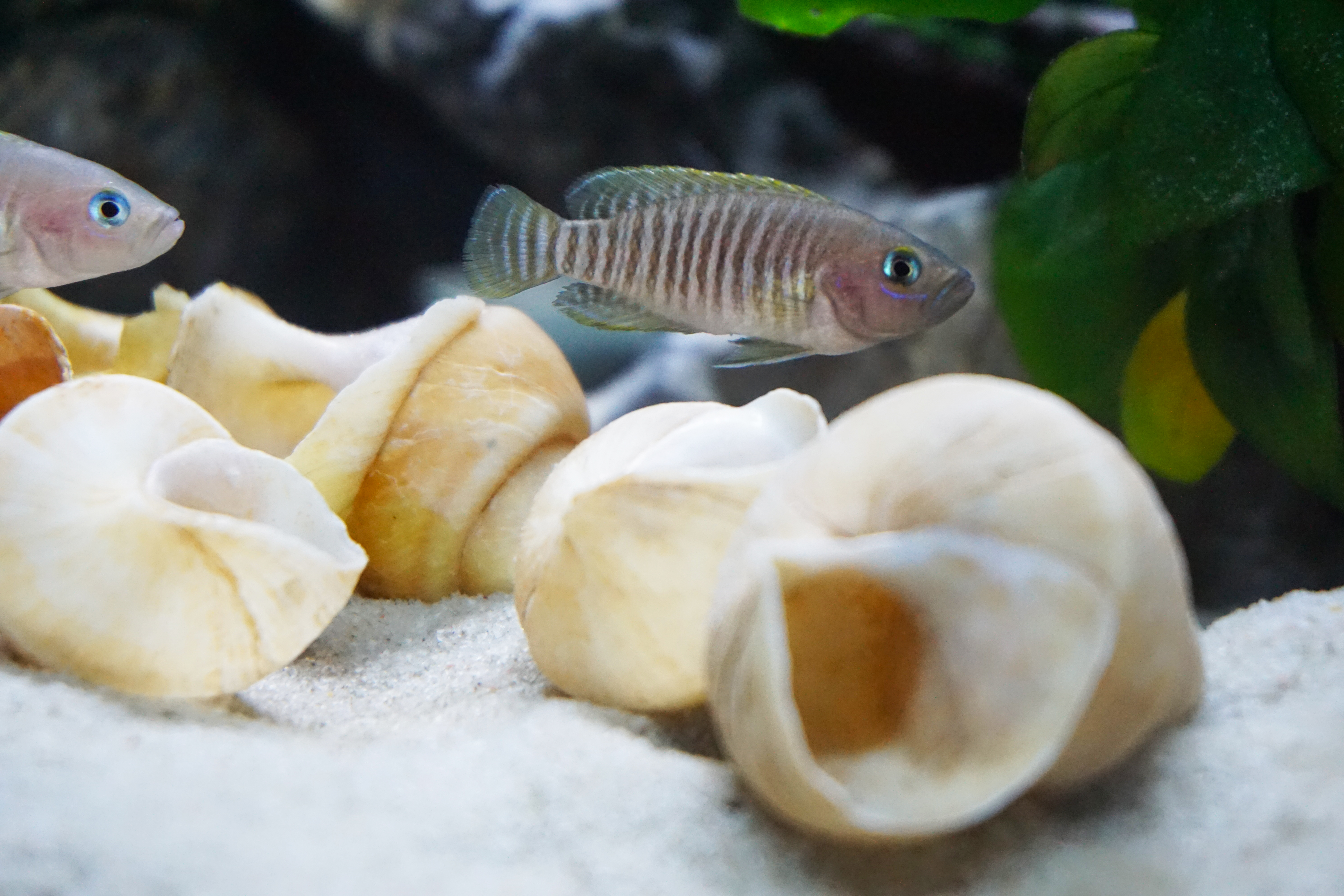 Thumbnail 9 Neolamprologus multifasciatus