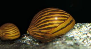 Neritina natalensis