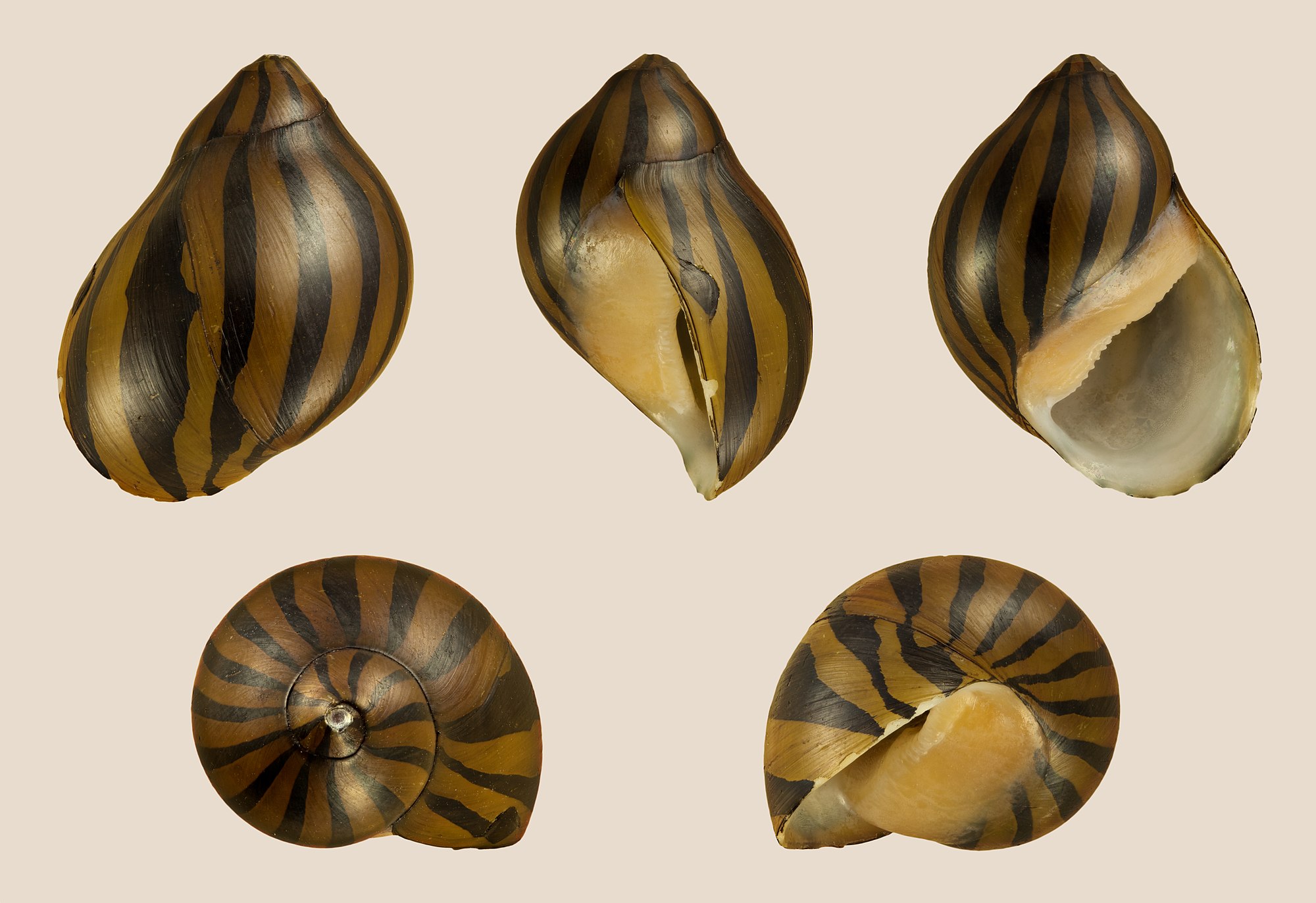 Thumbnail 2 Neritina natalensis