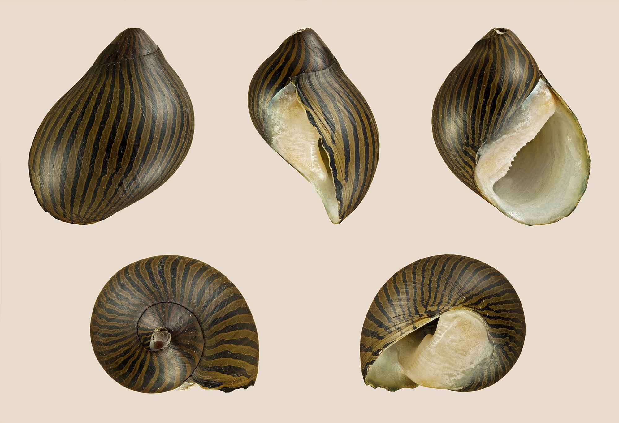 Thumbnail 3 Neritina natalensis