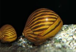 Neritina natalensis