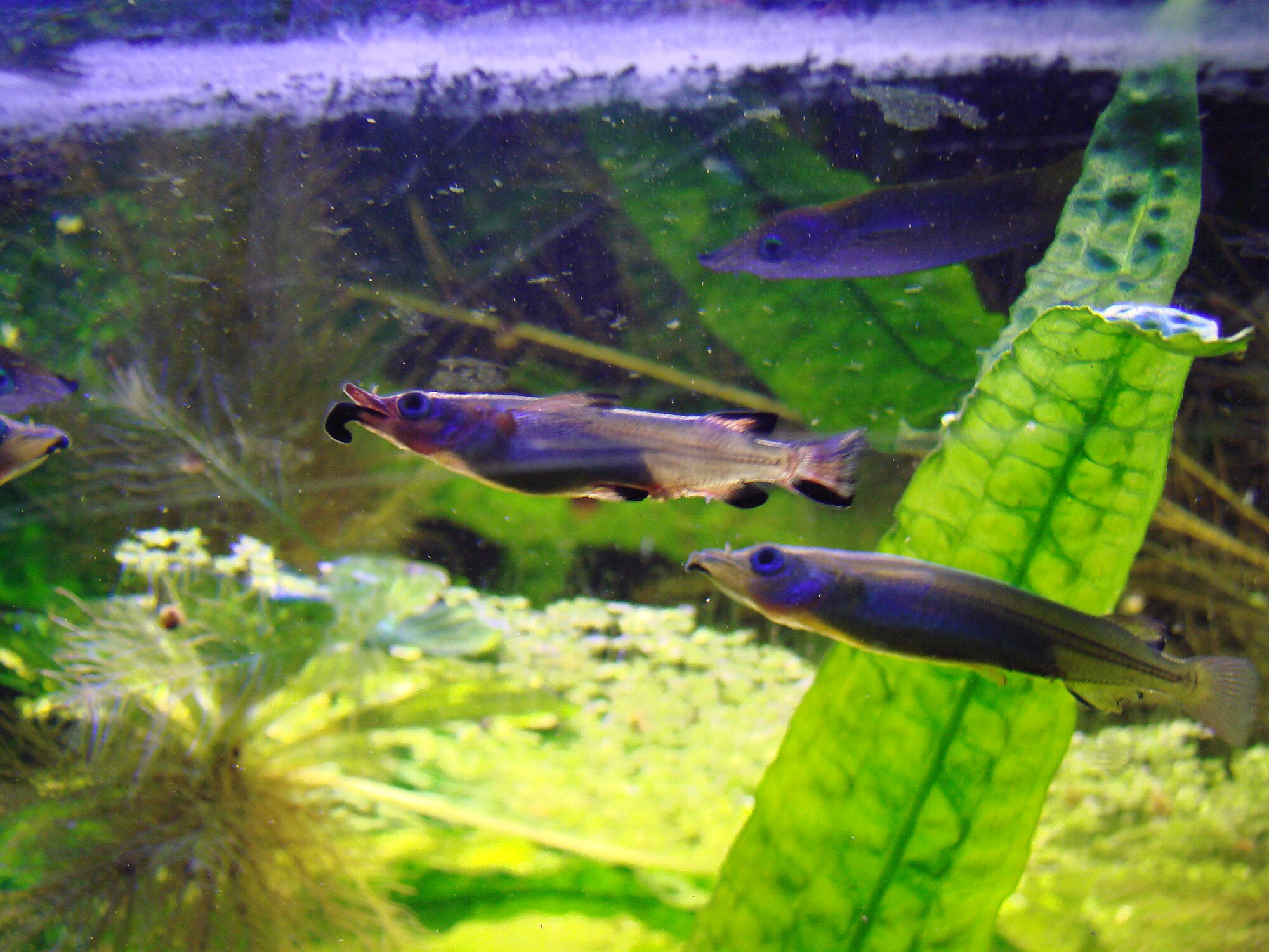 Thumbnail 2 Nomorhamphus liemi