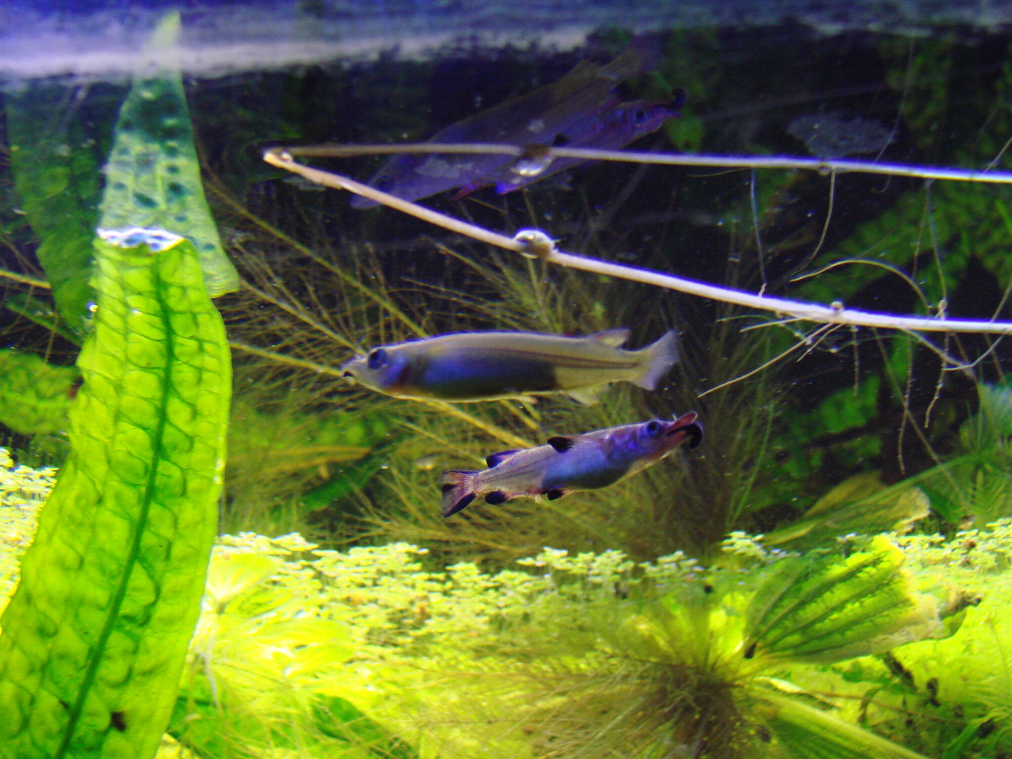 Thumbnail 3 Nomorhamphus liemi