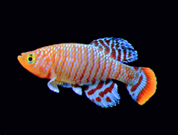 Thumbnail 2 Nothobranchius rachovii