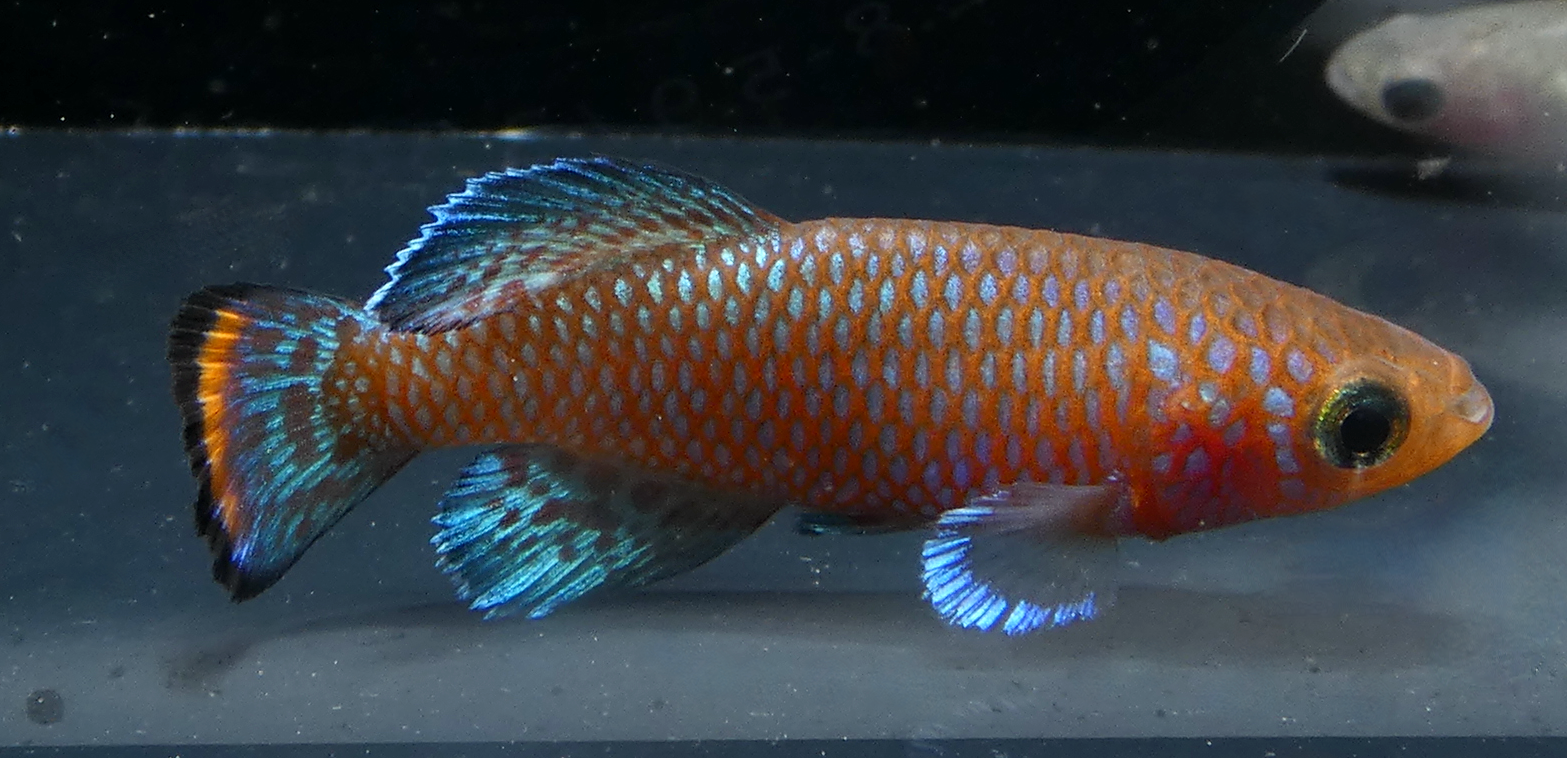 Thumbnail 3 Nothobranchius rachovii