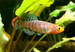 Nothobranchius rachovii