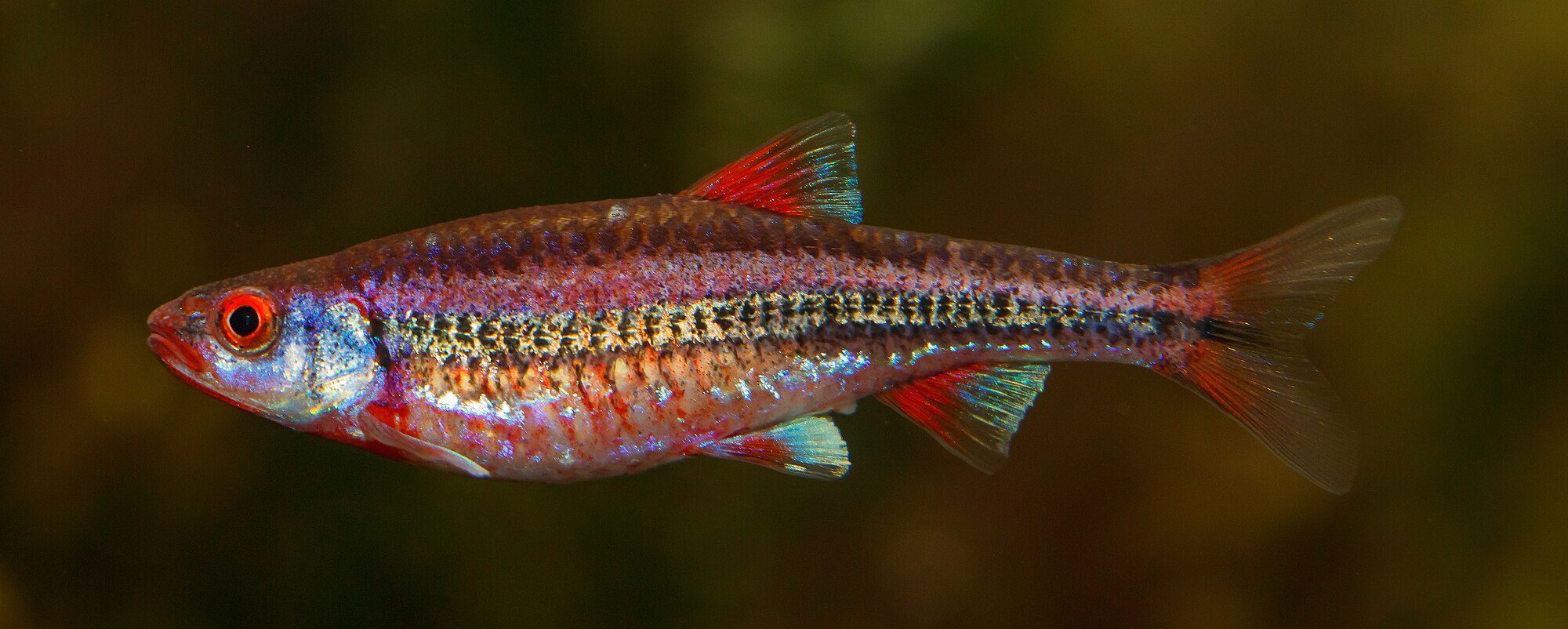 Thumbnail 2 Notropis chrosomus