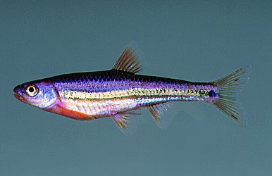 Thumbnail 3 Notropis chrosomus