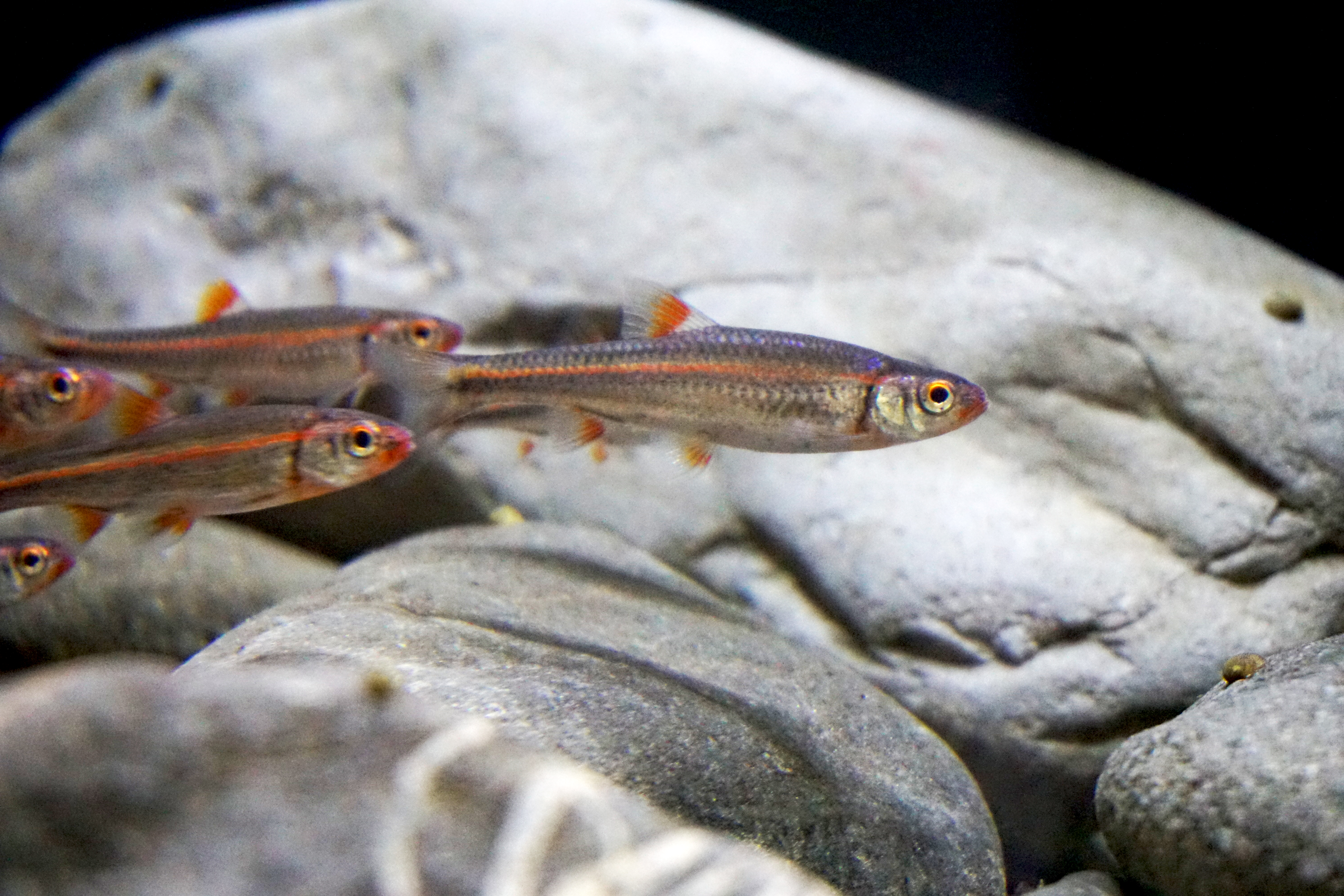 Thumbnail 4 Notropis chrosomus