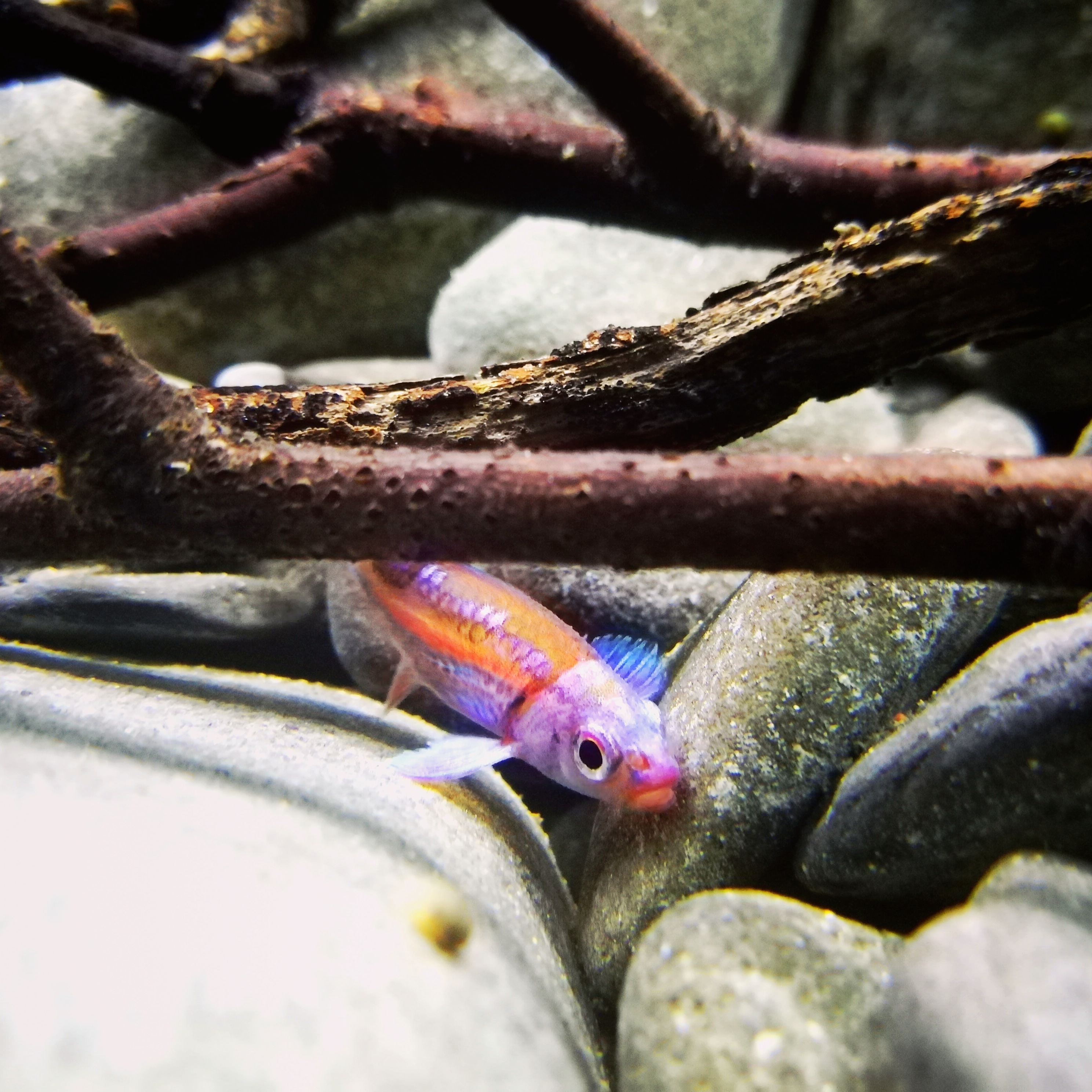 Thumbnail 5 Notropis chrosomus