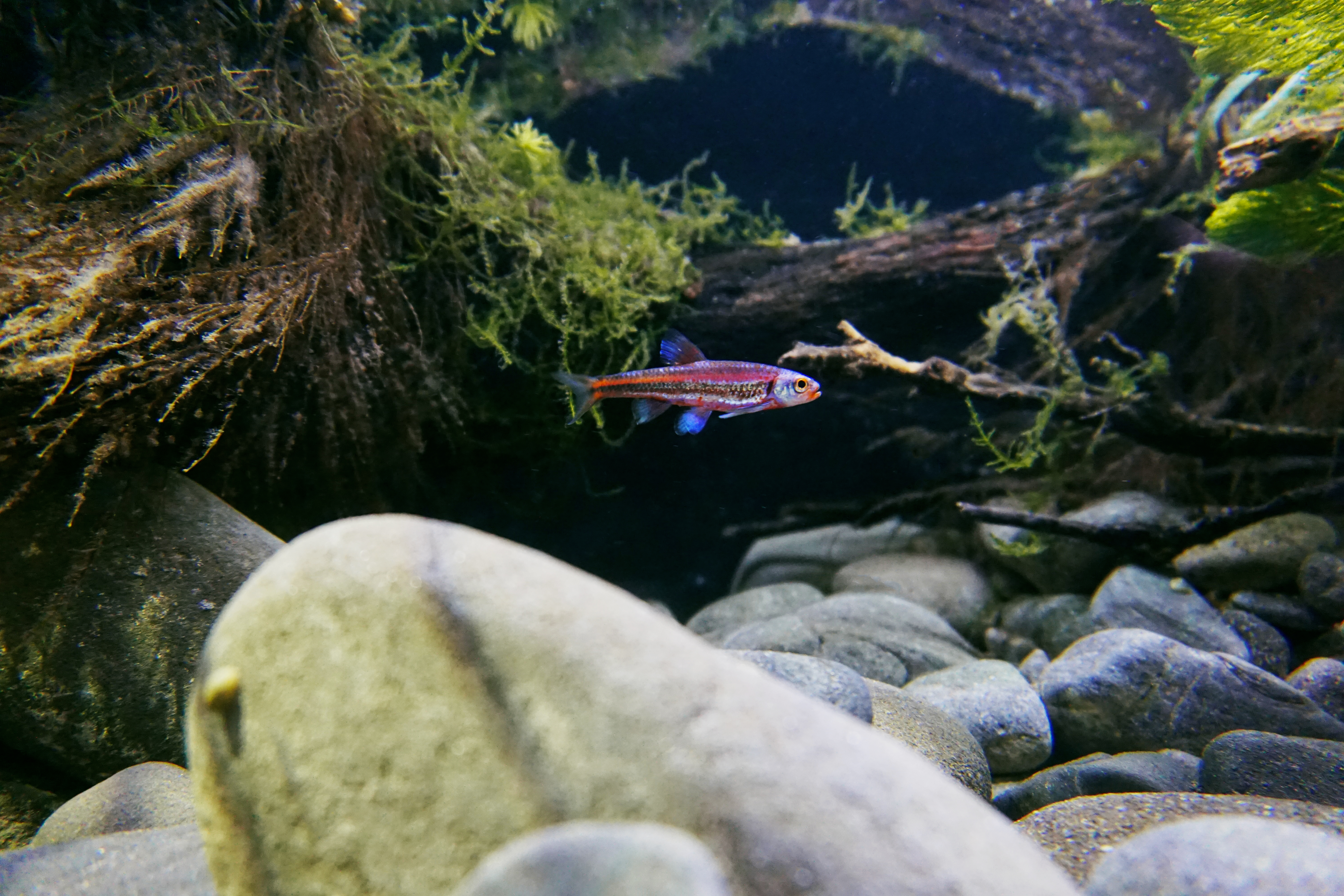 Thumbnail 6 Notropis chrosomus