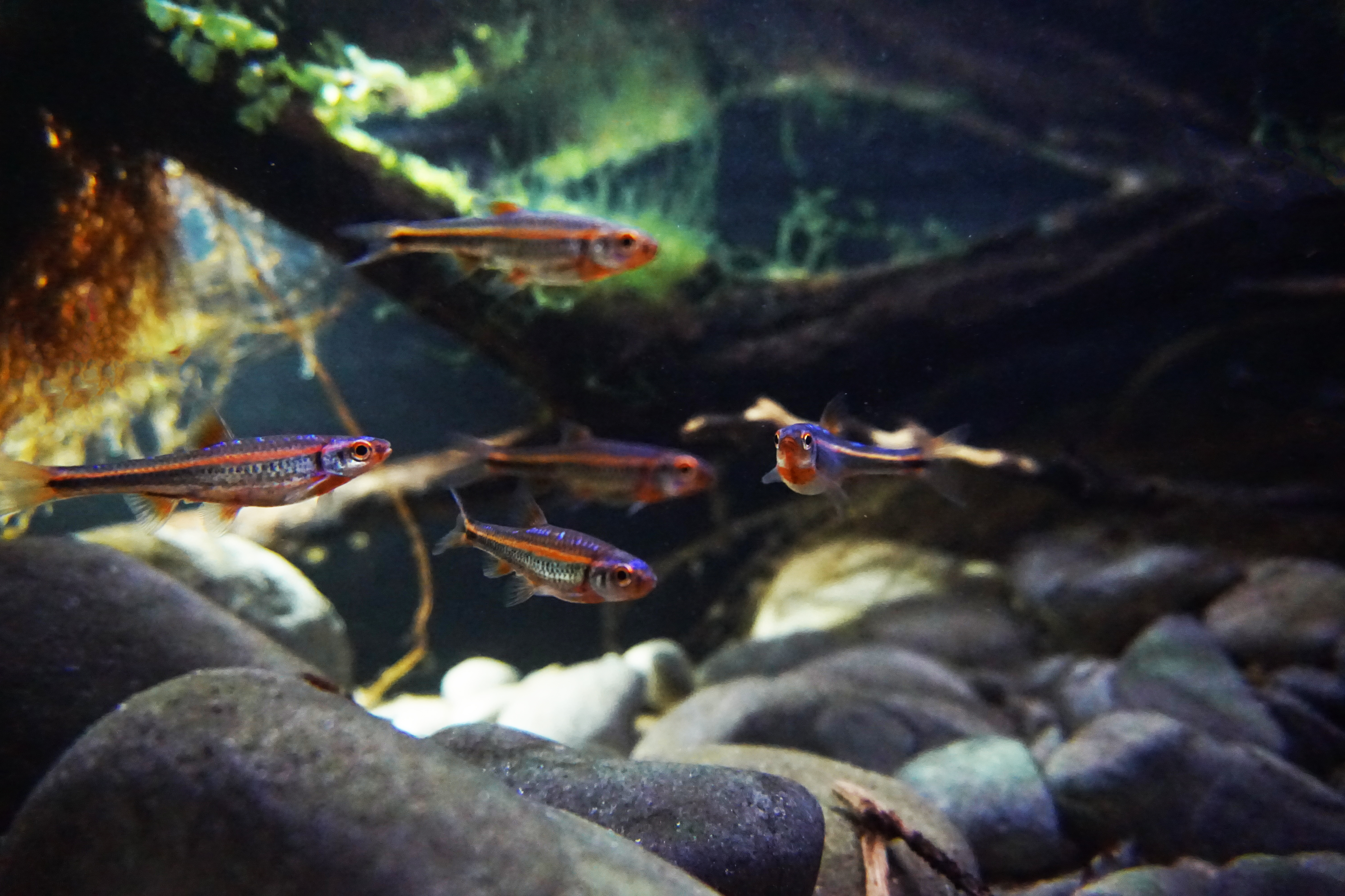 Thumbnail 8 Notropis chrosomus