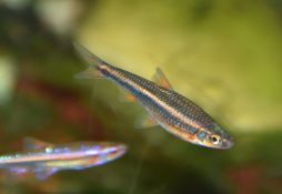 Notropis chrosomus