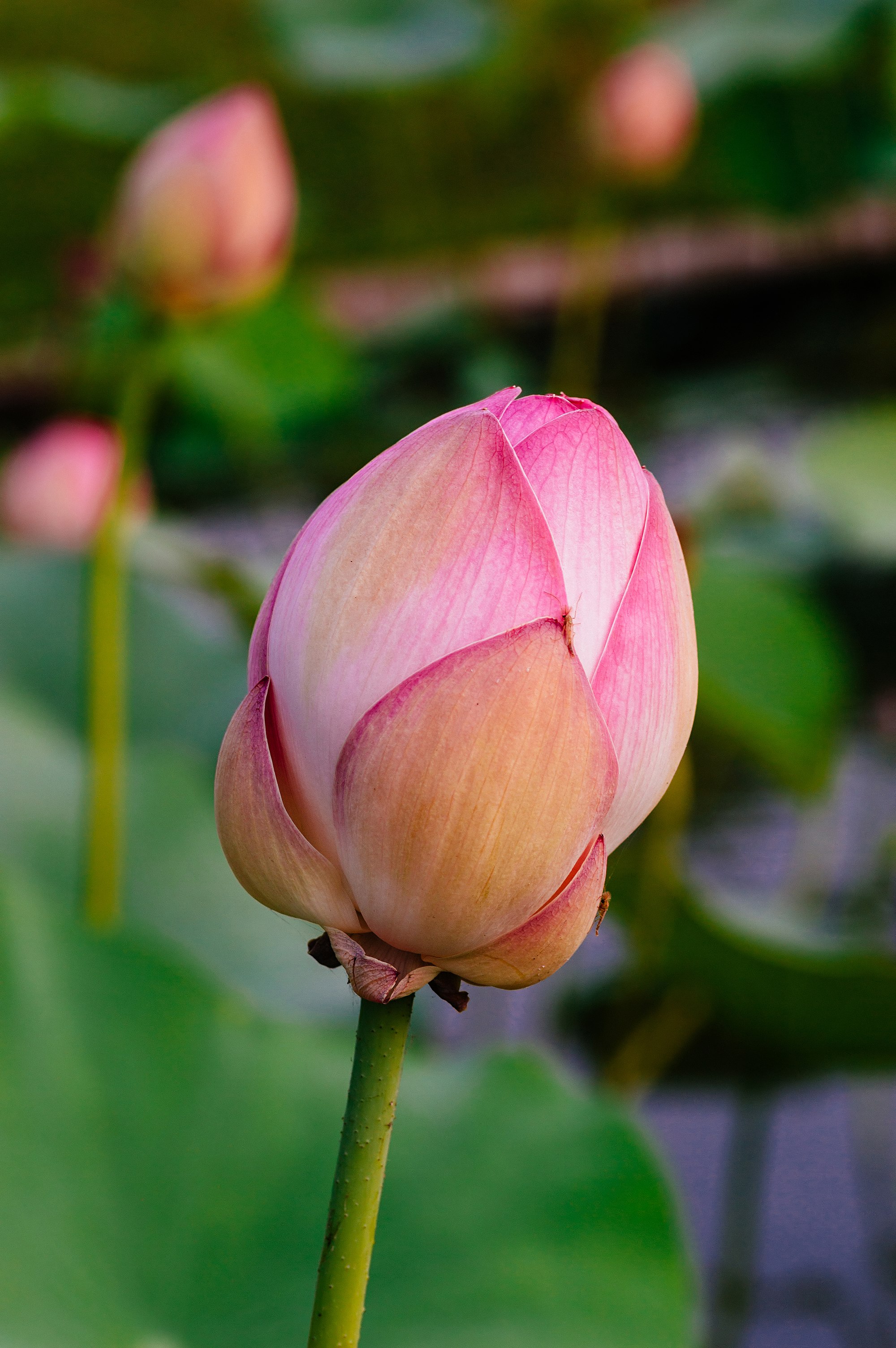 Thumbnail 2 Nymphaea lotus