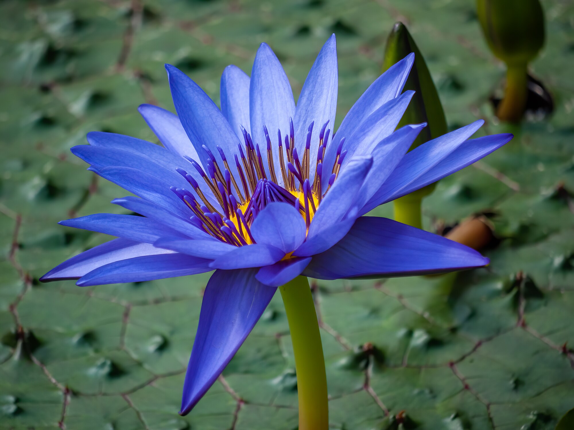 Thumbnail 3 Nymphaea lotus