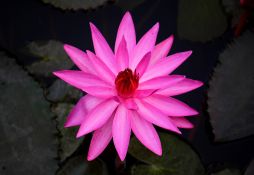 Nymphaea lotus