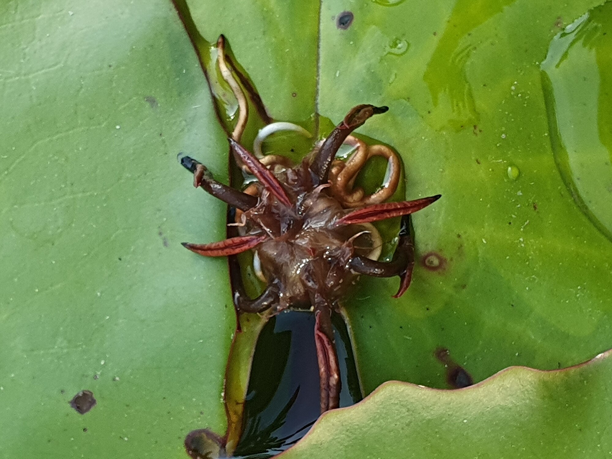 Thumbnail 2 Nymphaea micrantha