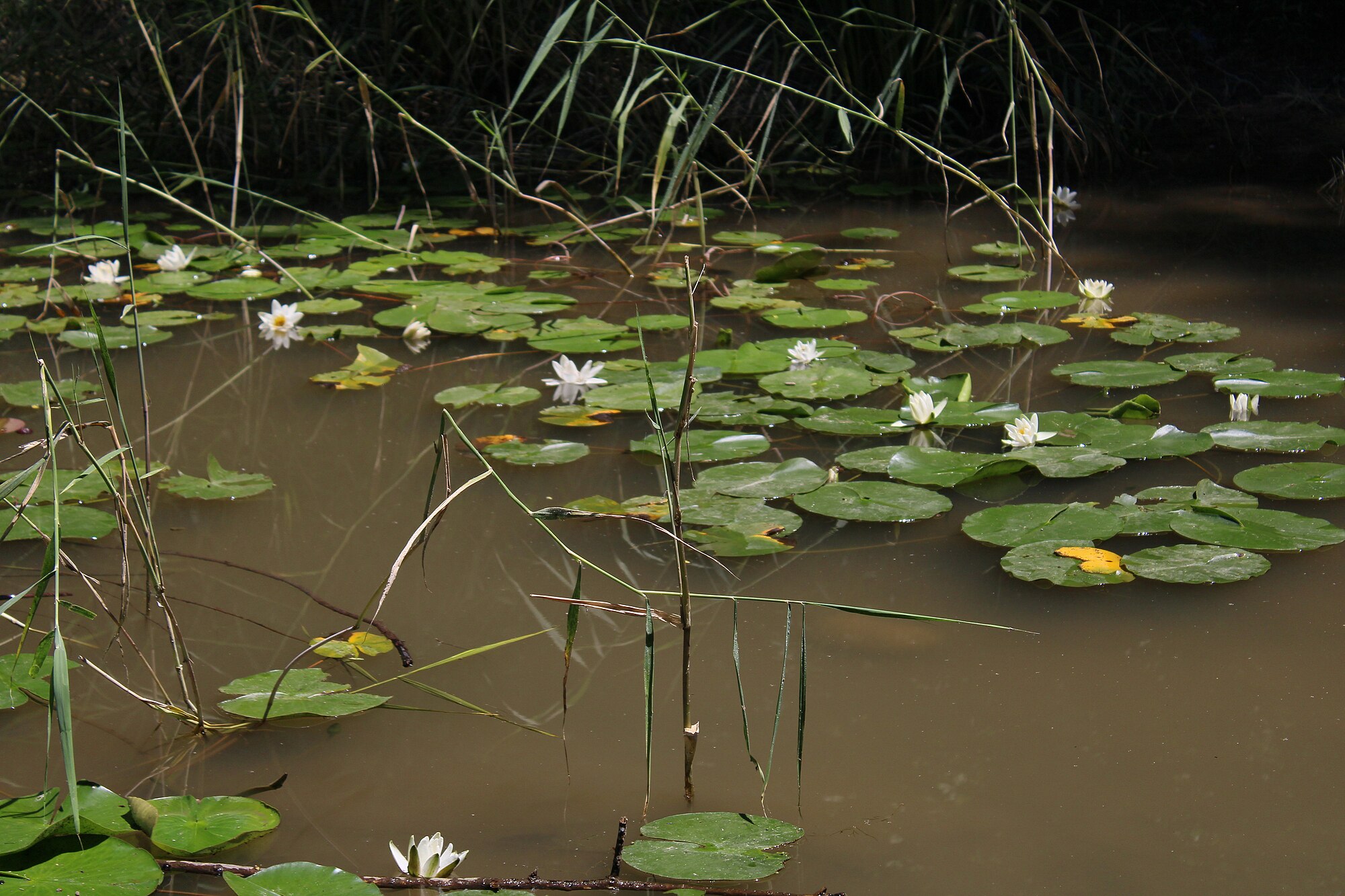 Thumbnail 3 Nymphaea micrantha