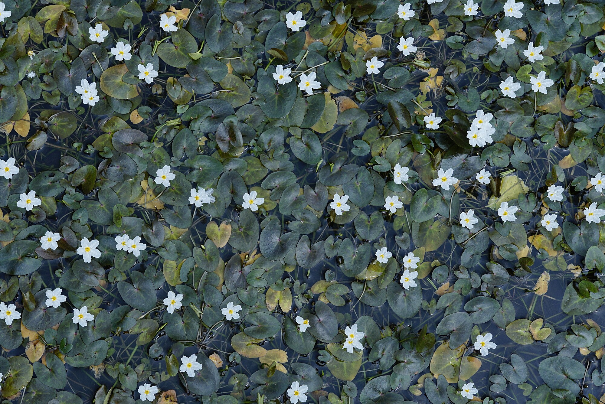 Thumbnail 2 Nymphoides hydrophylla