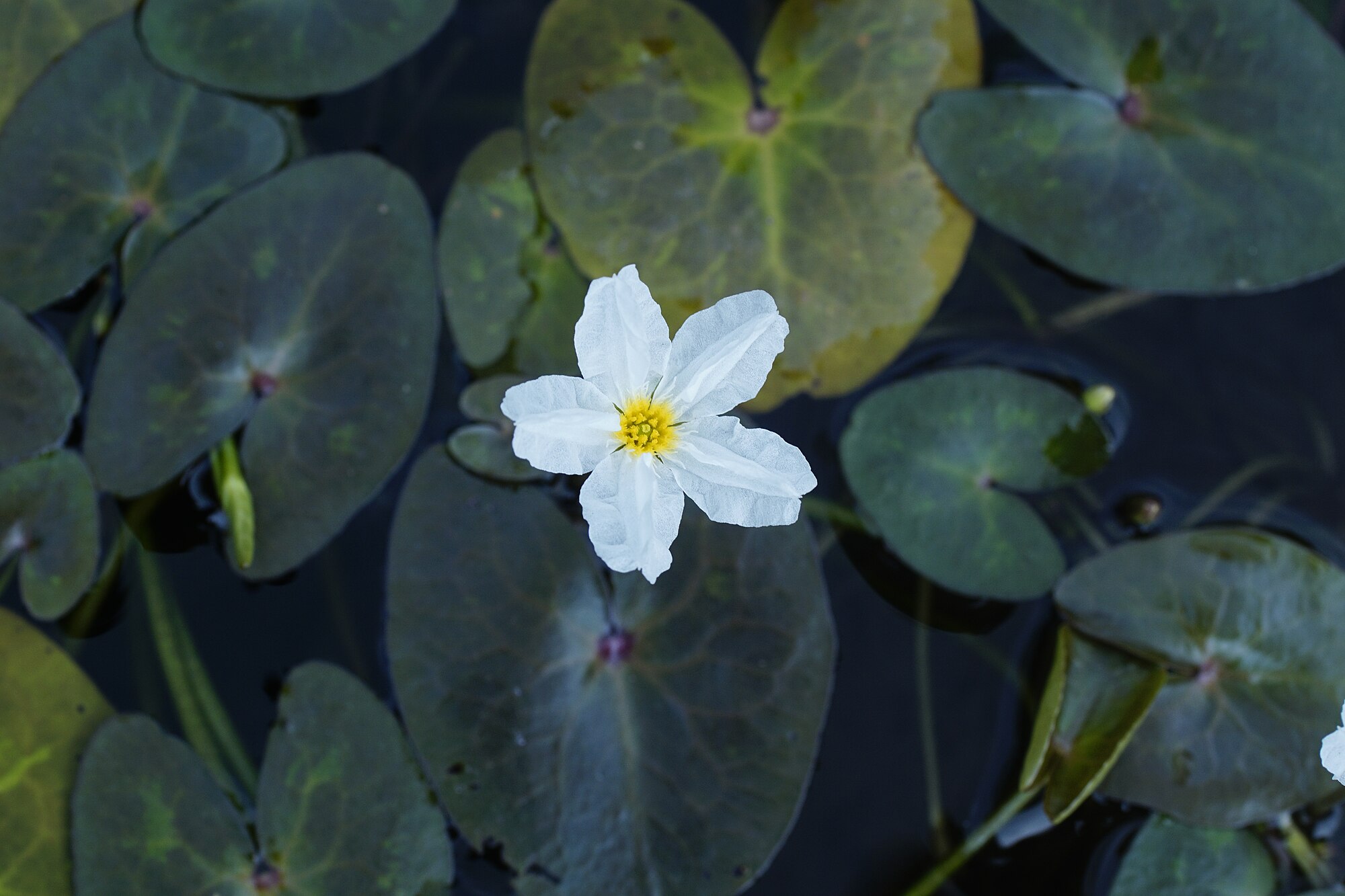 Thumbnail 3 Nymphoides hydrophylla