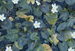 Nymphoides hydrophylla