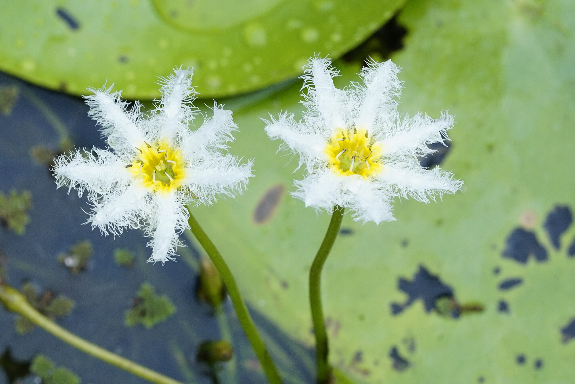 Thumbnail 2 Nymphoides indica