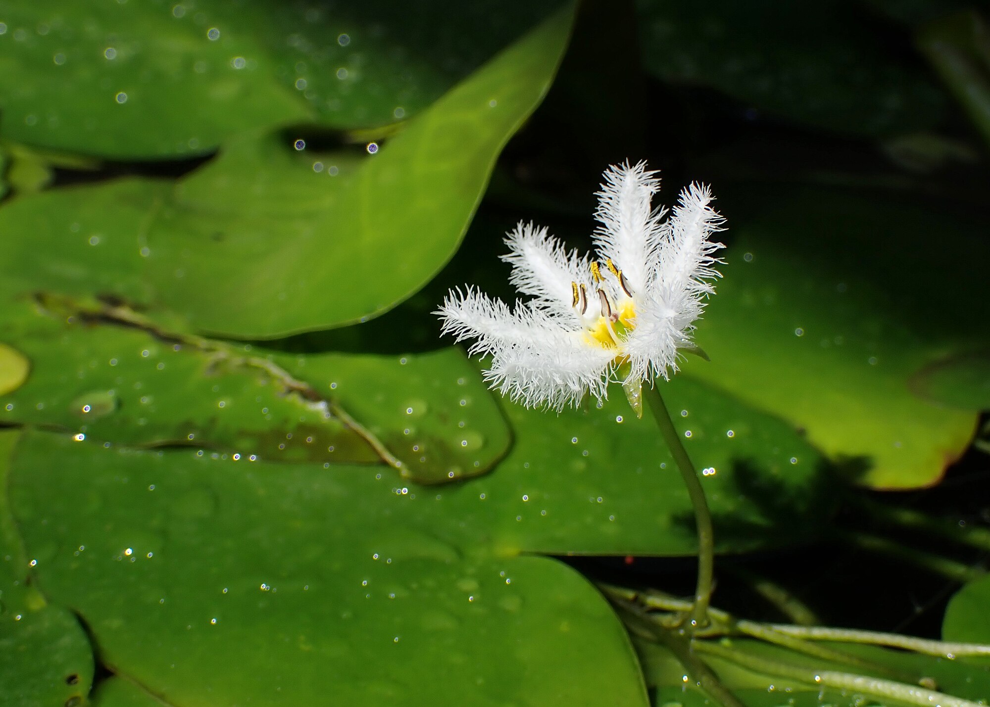 Thumbnail 3 Nymphoides indica