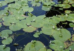 Nymphoides indica