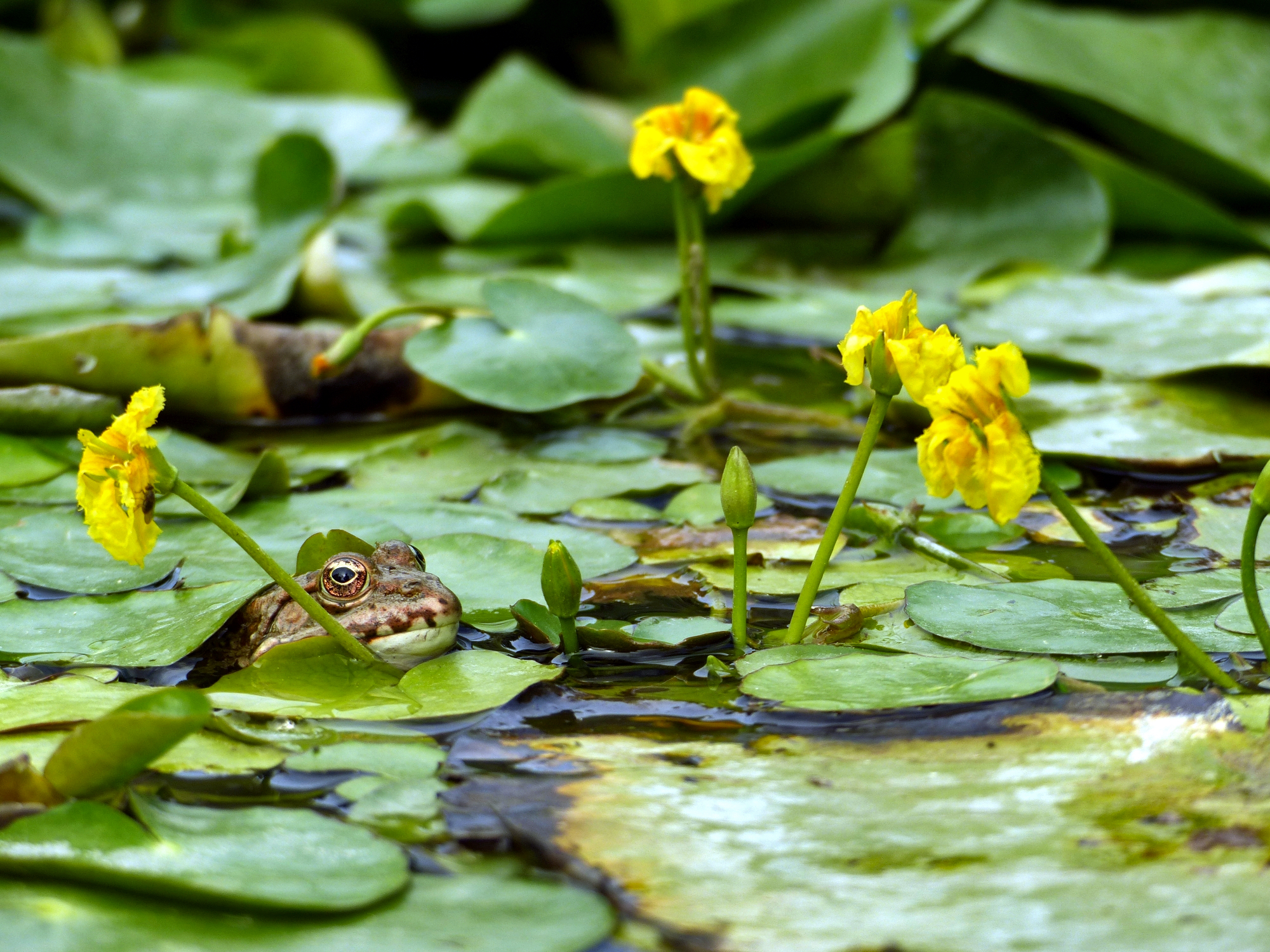 Nymphoides peltata
