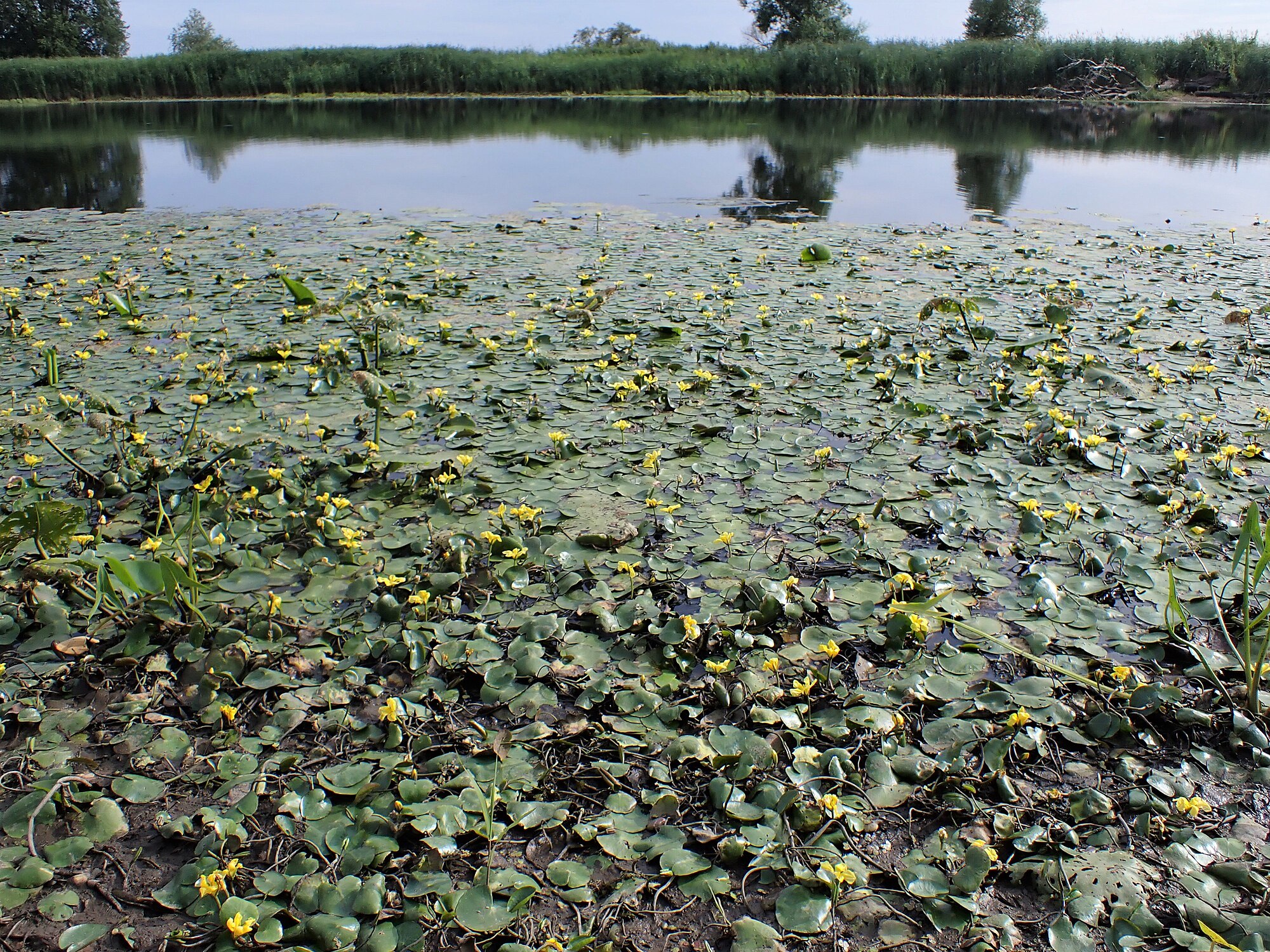 Thumbnail 2 Nymphoides peltata