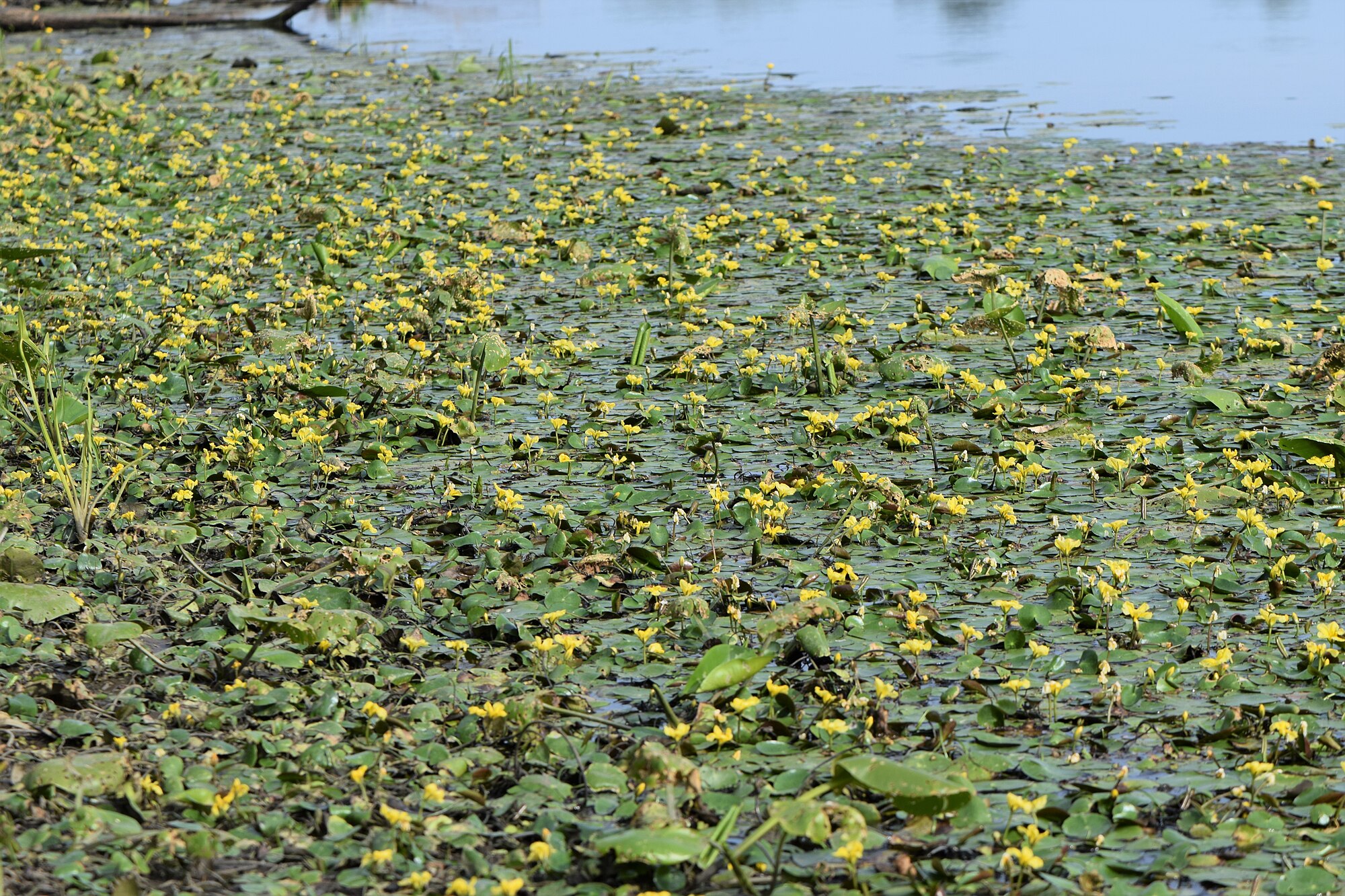 Thumbnail 3 Nymphoides peltata