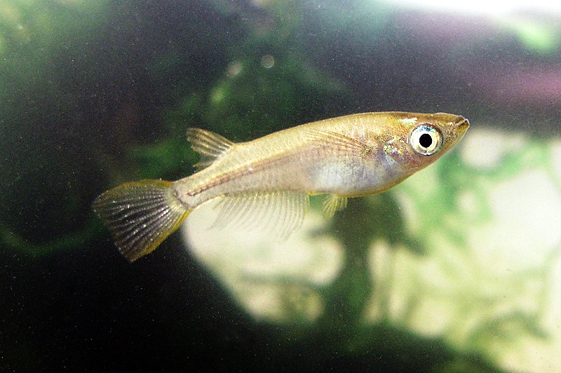 Thumbnail 2 Oryzias latipes