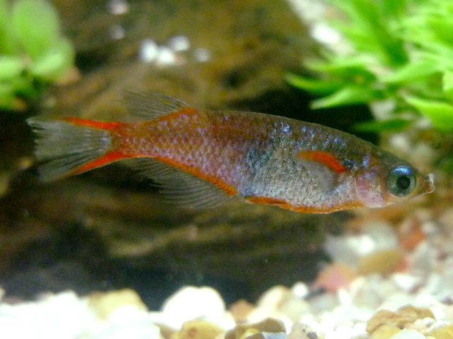 Oryzias woworae