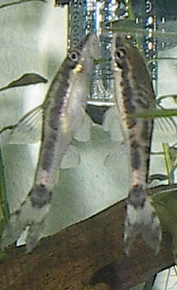 Thumbnail 2 Otocinclus macrospilus