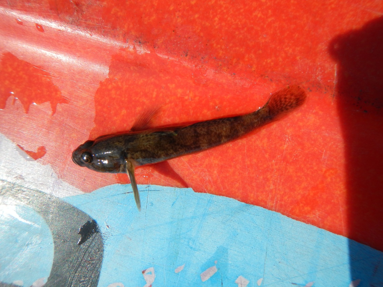 Thumbnail 3 Padogobius bonelli