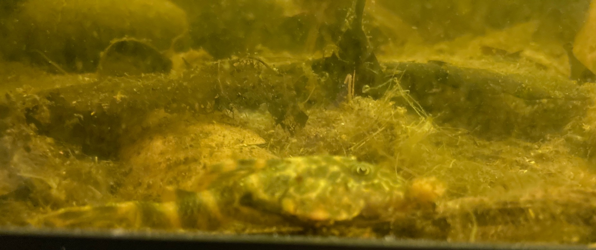 Thumbnail 2 Panaqolus maccus
