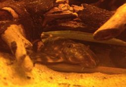 Panaqolus maccus